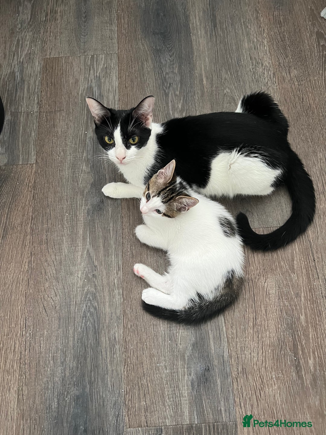 British Shorthair cats for sale: Playful kittens ready for loving homes - Image 4