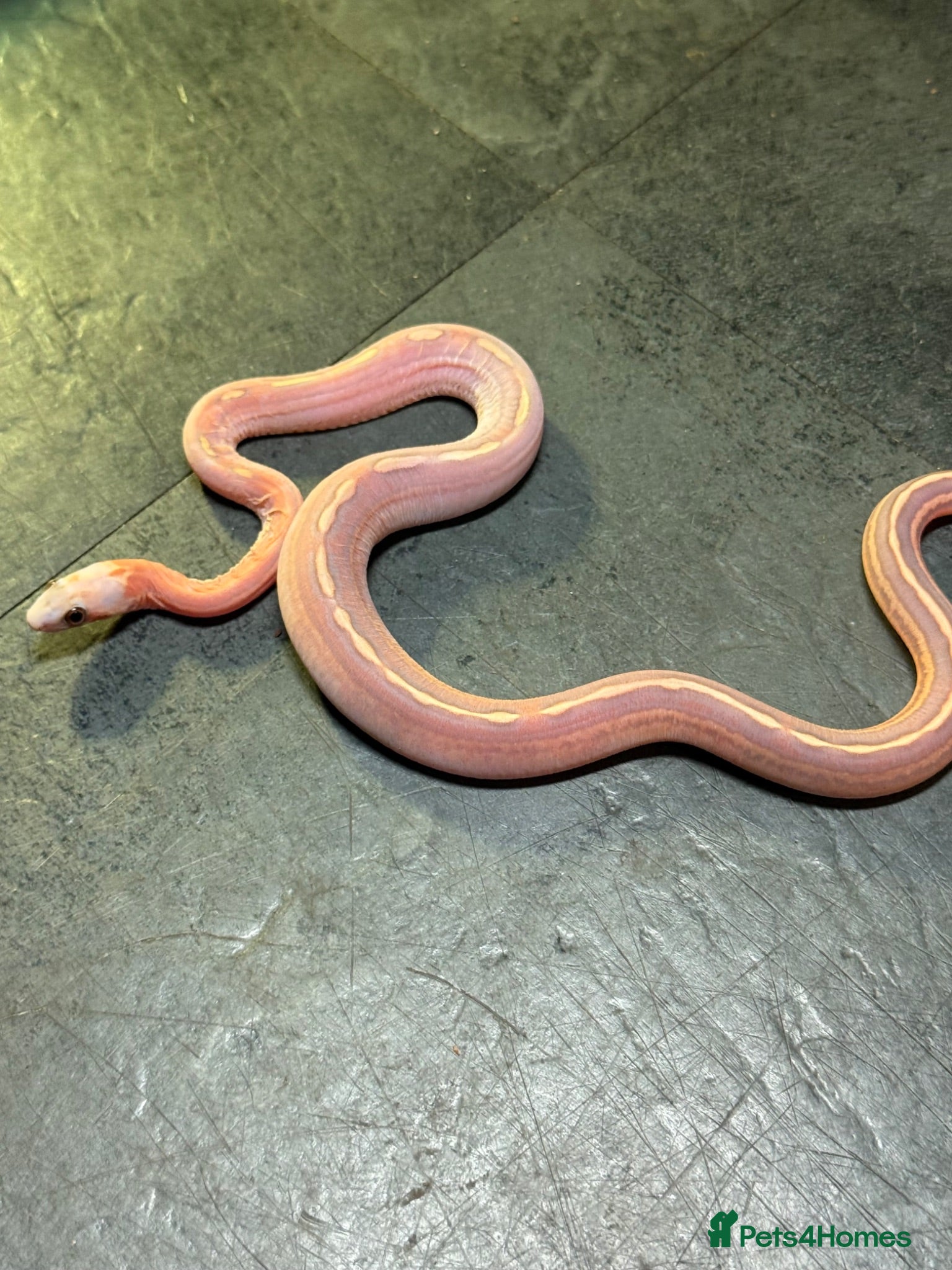 Corn Snake reptiles Corn snakes WOW AMAZING  - Advert 2