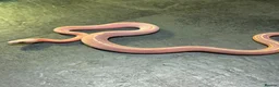 Corn Snake reptiles for sale: Corn snakes WOW AMAZING  - Advert 2