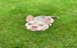 Mixed Breed dogs for sale: Coco - Merle Frenchie x Pocket Bully  - Image 5