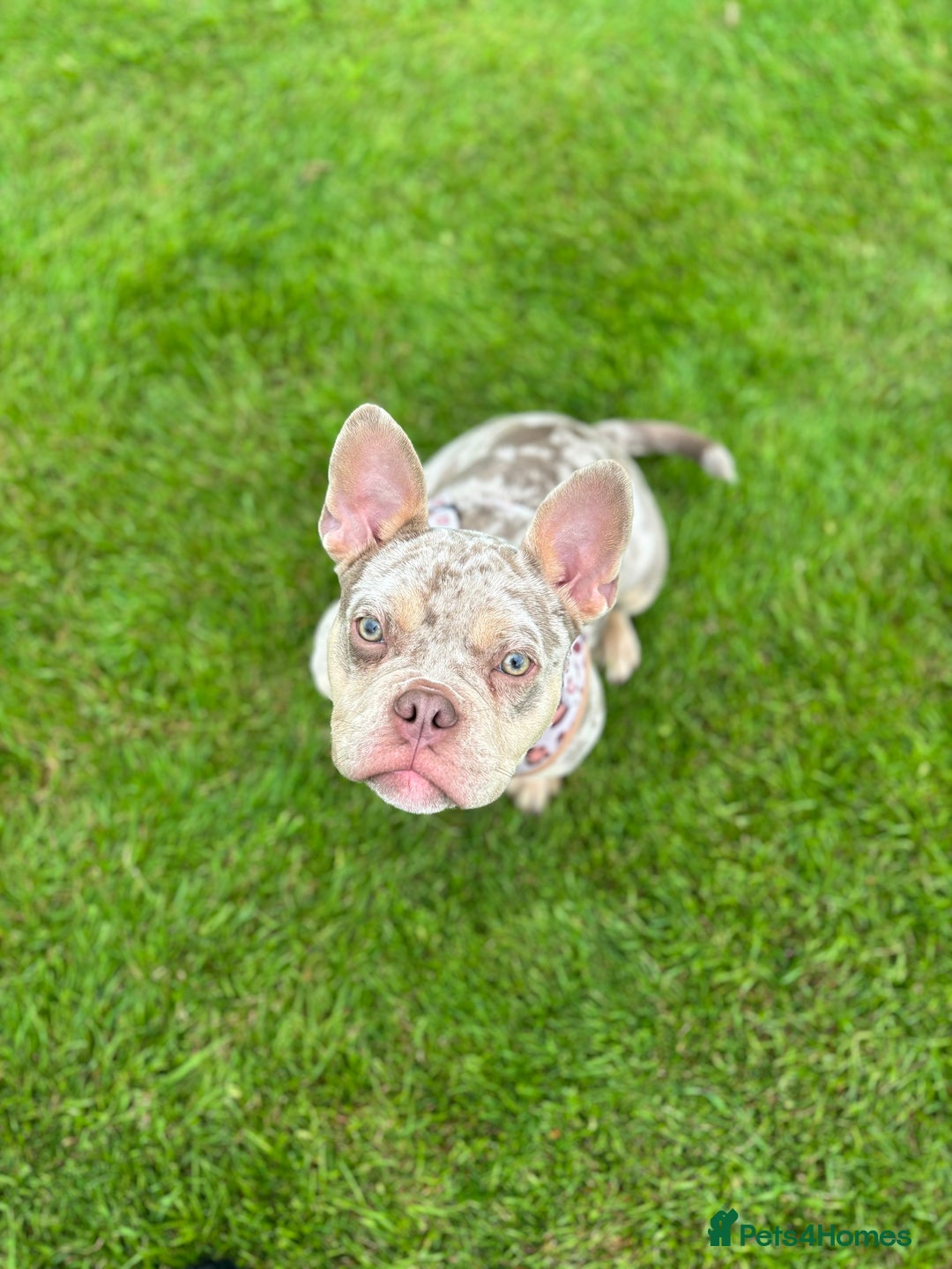 Mixed Breed dogs for sale: Coco - Merle Frenchie x Pocket Bully  - Image 5