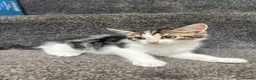 Domestic Shorthair cats for sale: 5 Adorable Little Kittens - Advert 3