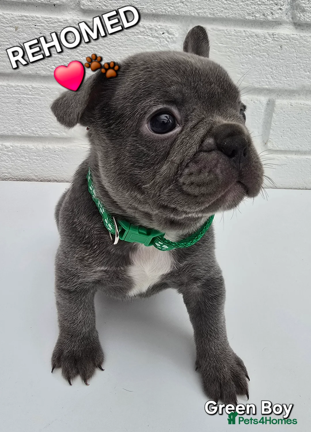 French Bulldog dogs for sale: Stunning Blue French Bulldog Puppies - Advert 19