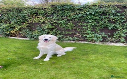 Golden Retriever dogs for sale: Fabulous golden retriever puppies  - Image 29