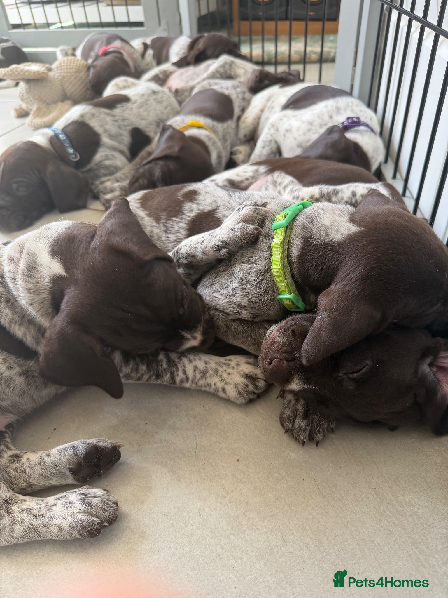 German Shorthaired Pointer dogs Stunning litter of 14 German short-haired pointers - Advert 1