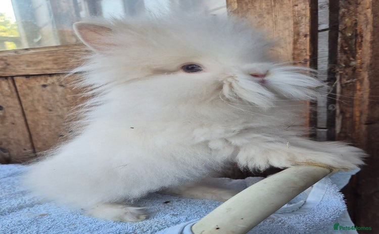 Lionhead rabbits - Advert 9