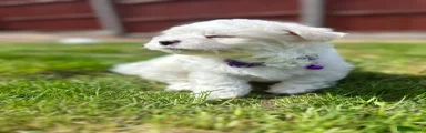 Maltese 1