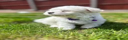 Maltese dogs for sale: Maltese puppies  - Advert 2
