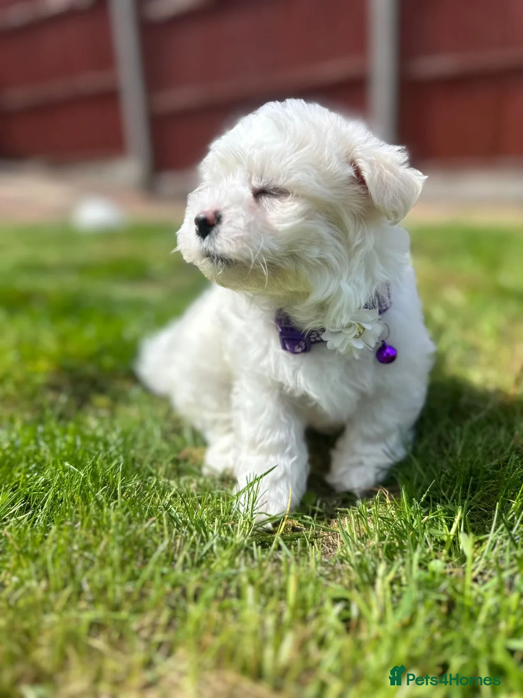 Maltese dogs for sale: Maltese puppies  - Advert 2