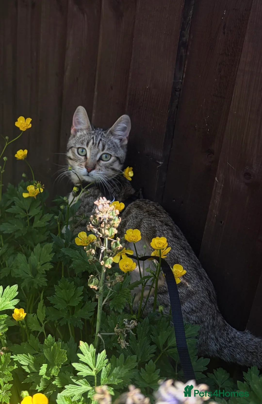 Mixed Breed cats for sale: Juno Bengal Mix in Nottingham - Advert 1