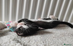 Mixed Breed cats for sale: Marble Bengal cross  - Image 15