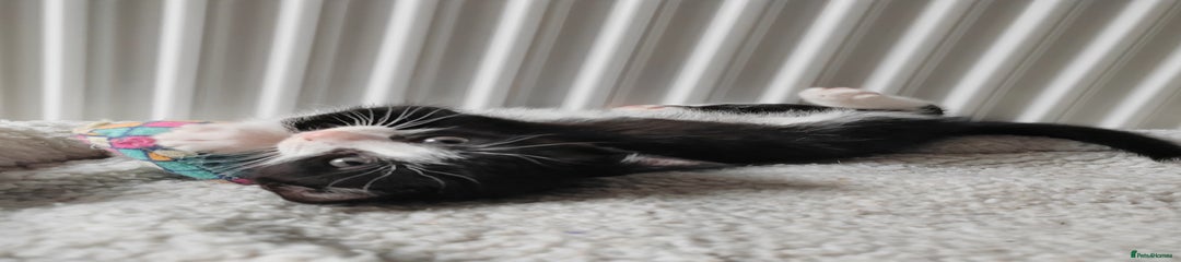 Mixed Breed Kitten 3