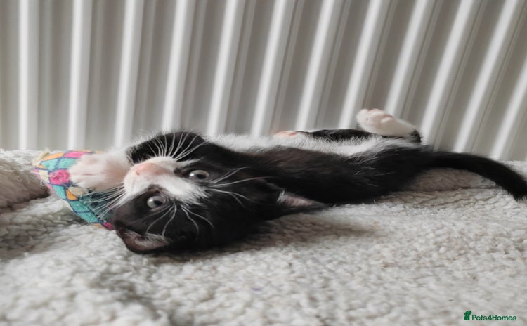 Mixed Breed cats - Advert 4