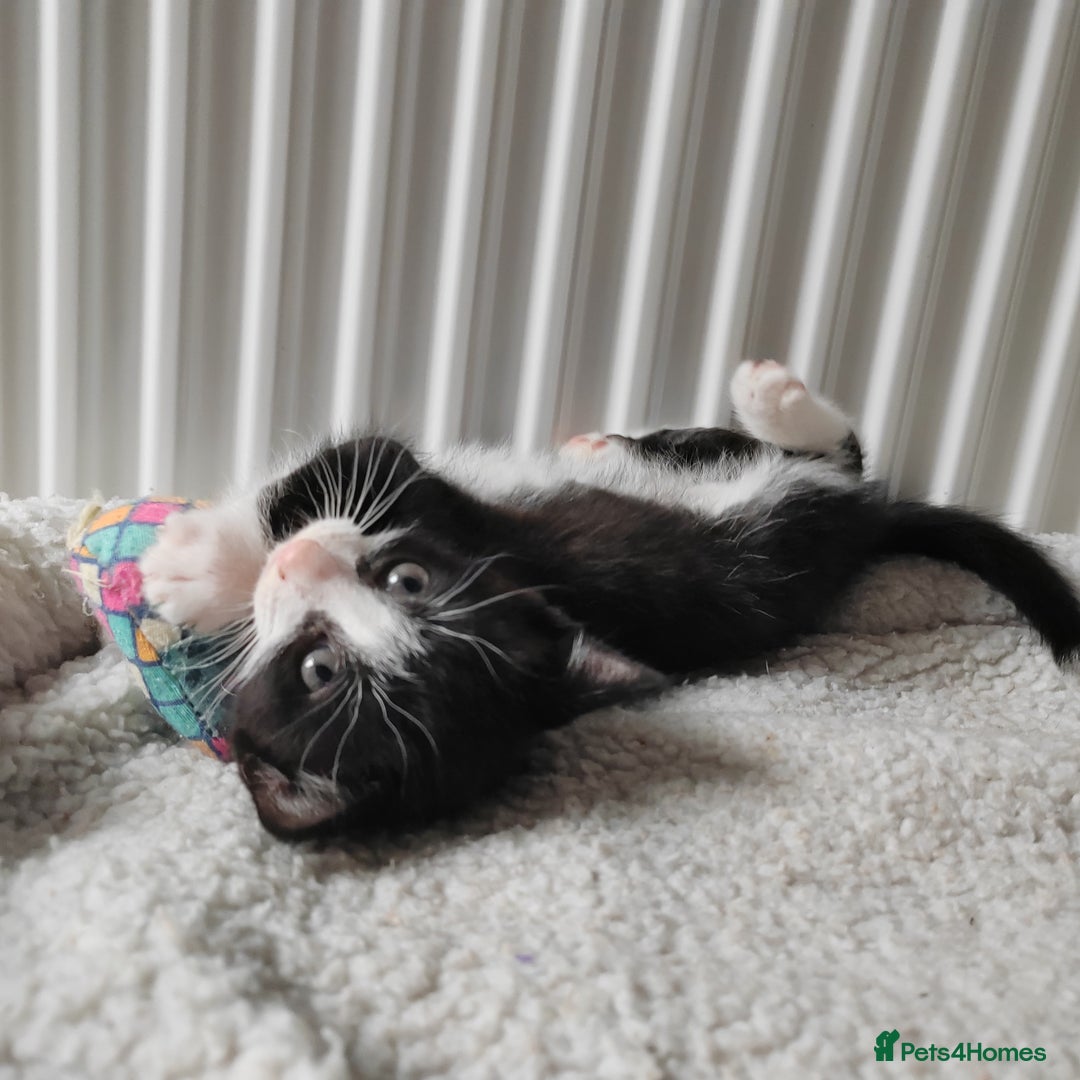 Mixed Breed cats for sale: Marble Bengal cross  - Image 15