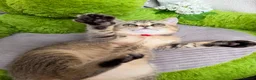 British Shorthair cats for sale: British shorthair golden adorable TICA - Advert 4