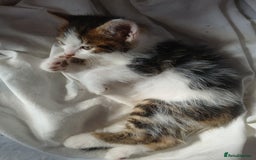 RagaMuffin cats for sale: 4 ragamuffin mixed breed kittens - Image 5
