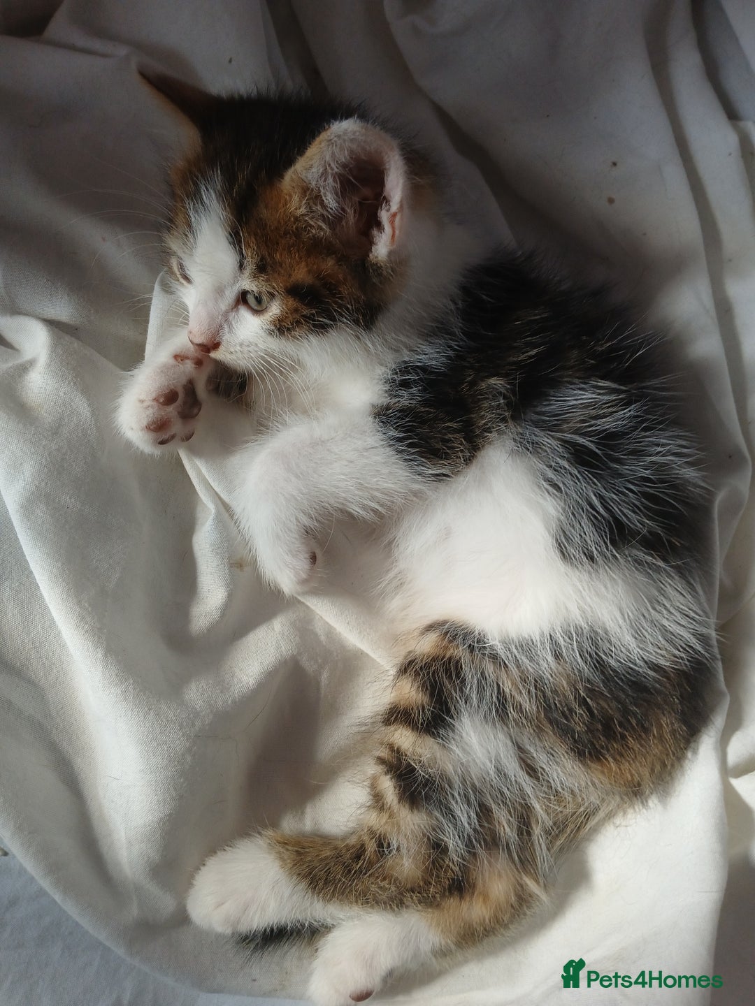 RagaMuffin cats for sale: 4 ragamuffin mixed breed kittens - Image 5