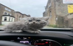 Siberian cats for sale: male and female - Image 9