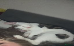 Domestic Shorthair cats for sale: Ash and Goose - Image 14