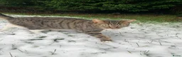 British Longhair cats for sale: Loving family cat in Preston - Advert 4