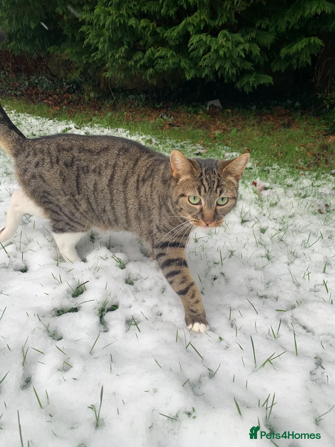 British Longhair cats for sale: Loving family cat in Preston - Advert 4