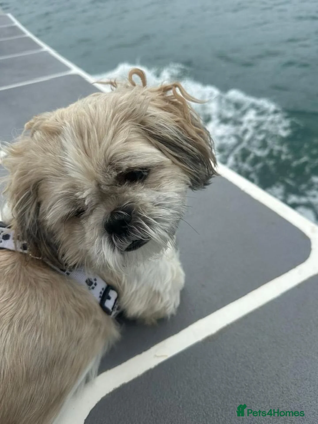 Shihpoo dogs for sale: Shih tuz cross puppys - Advert 1