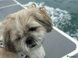 Shihpoo dogs Shih tuz cross puppys - Advert 4