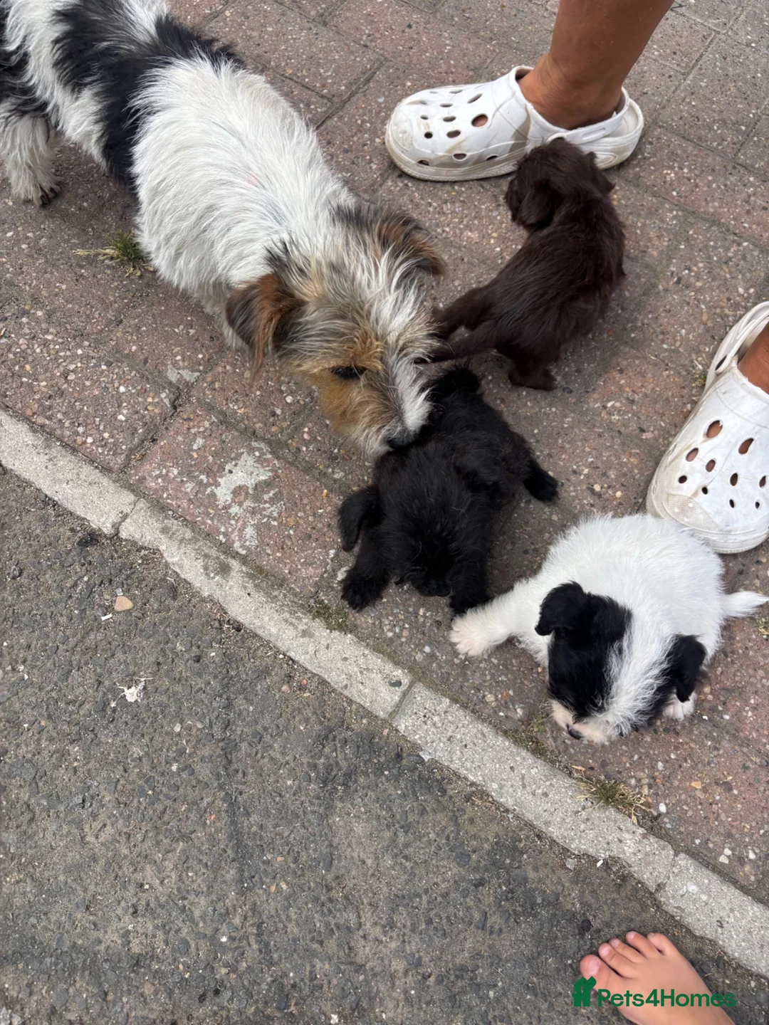 Mixed Breed dogs for sale: pups  - Advert 12