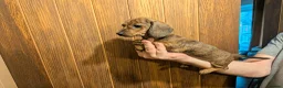 Miniature Dachshund dogs for sale: Red brindle miniature smooth dachshunds  in Swindon - Advert 2