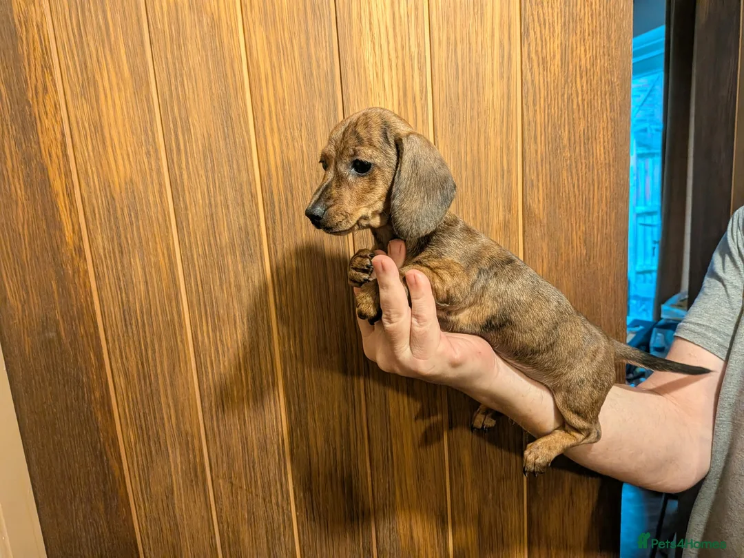 Miniature Dachshund dogs for sale: Red brindle miniature smooth dachshunds  in Swindon - Advert 2