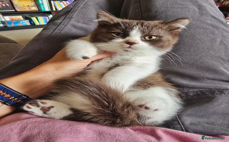 British Shorthair cats - Advert 3