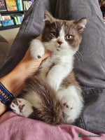 British Shorthair cats - Advert 6