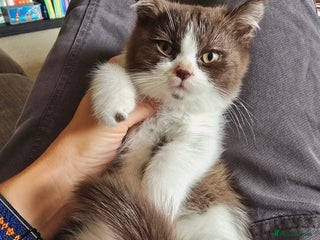 British Shorthair cats - Advert 34