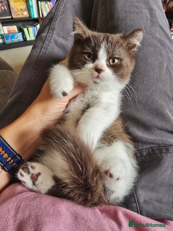 British Shorthair cats - Advert 3