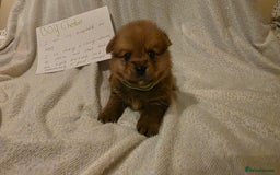 Mixed Breed dogs for sale: Yorkie-pom puppies  - Image 7
