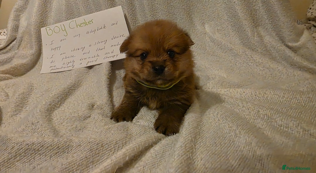 Mixed Breed dogs for sale: Yorkie-pom puppies  - Image 7