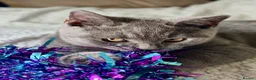British Shorthair cats for sale: 🐾 Stunning British Shorthairs kittens (Ready Now) - Advert 16