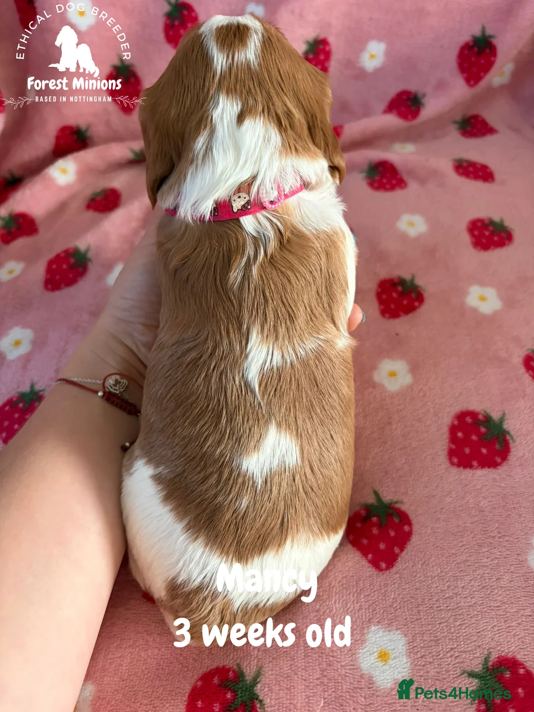 Cavalier King Charles Spaniel dogs for sale: Beautiful KC Cavalier King Charles Spaniel puppies - Advert 4