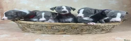 Whippet dogs for sale: Top quality KC registered Whippet pups - Advert 1