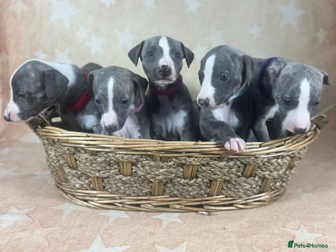 Whippet dogs for sale: Top quality KC registered Whippet pups - Advert 1