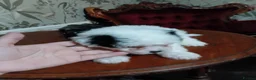 Bichon Frise dogs for sale: Bischon frize - Advert 5