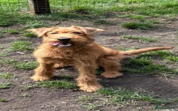 Irish Terrier dogs for sale: Beautiful Irish Terrier Pup for sale (9months old) - Image 2