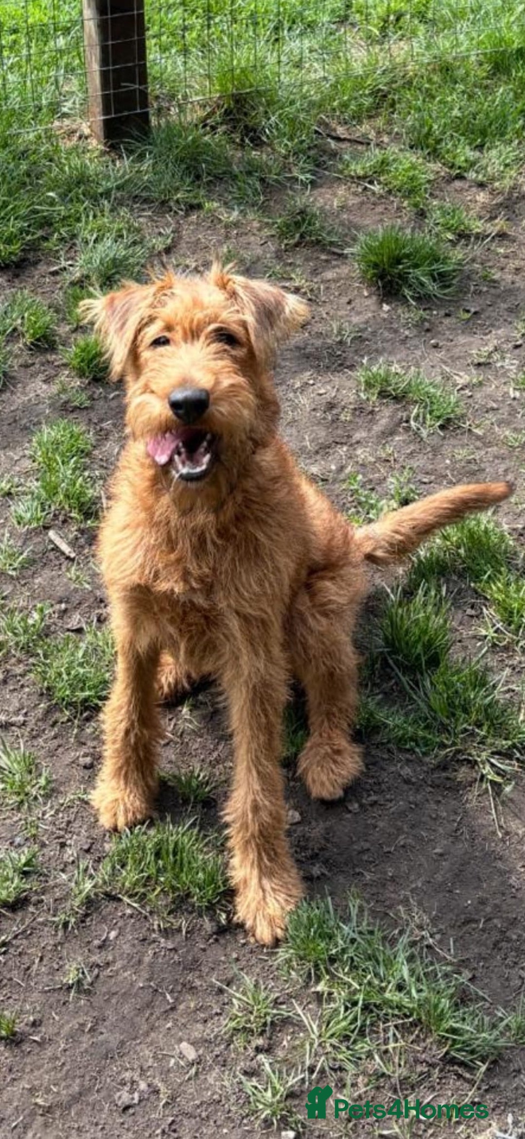 Irish Terrier dogs for sale: Beautiful Irish Terrier Pup for sale (9months old) - Image 2
