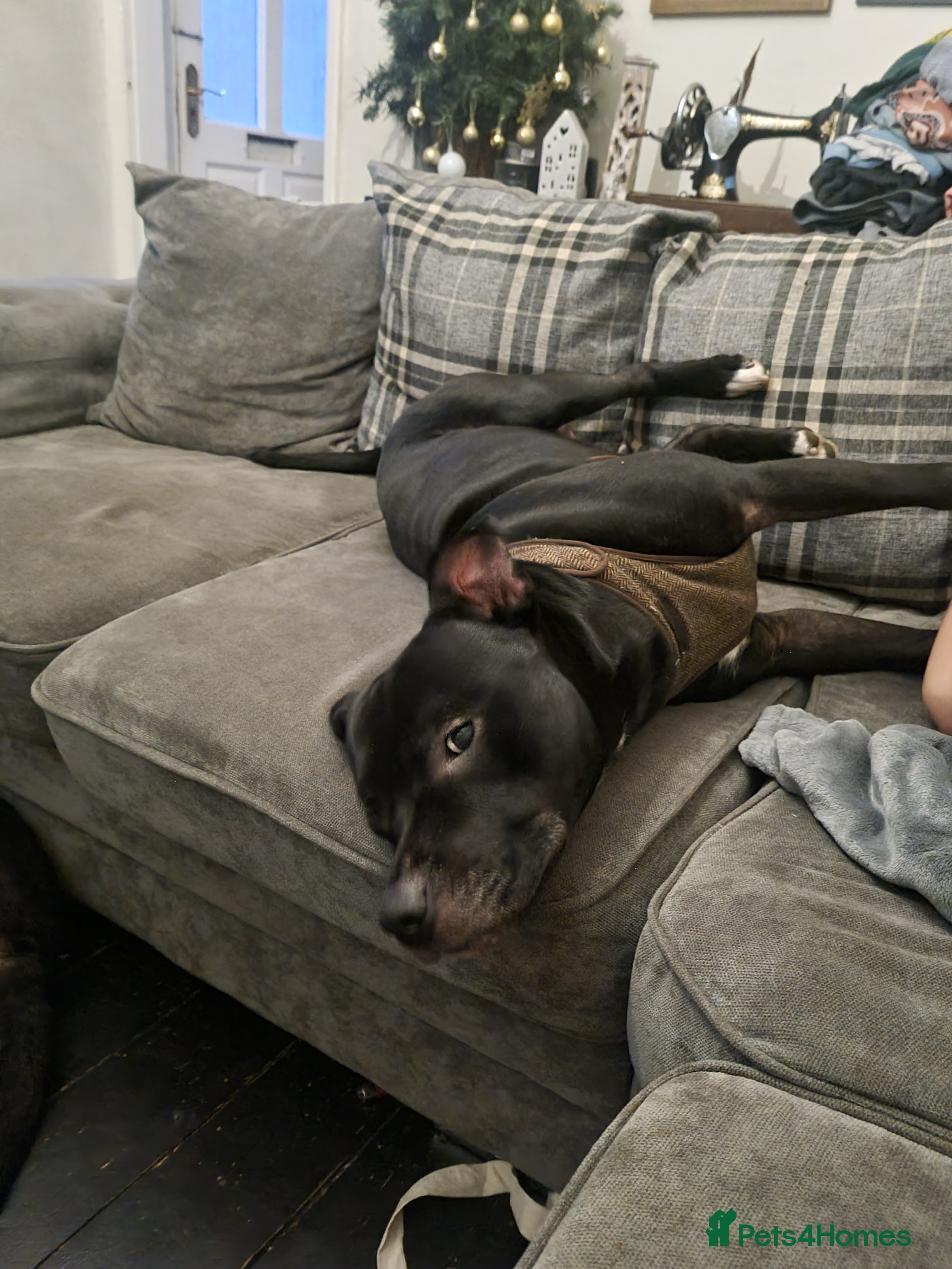 Dobby