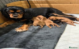 Cavalier King Charles Spaniel dogs for sale: KC Cavalier King Charles spaniels  - Advert 10