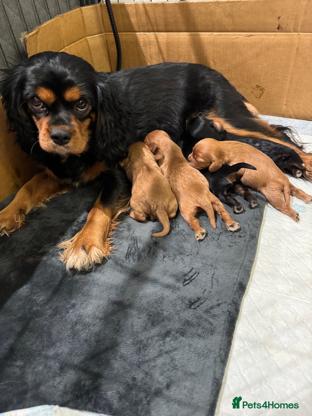 Cavalier King Charles Spaniel dogs for sale: KC Cavalier King Charles spaniels  - Advert 10