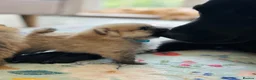 Pomeranian dogs for sale: Tiny Pom Puppies - Advert 13