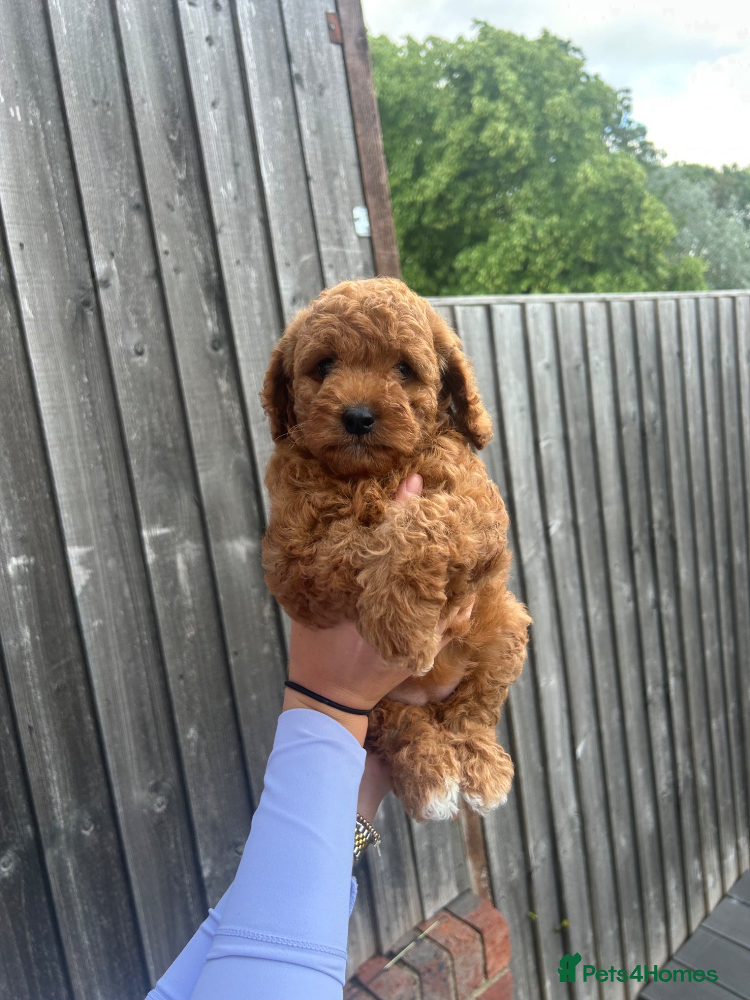 Cockapoo dogs Stunning F1B cockapoo puppies  - Advert 7