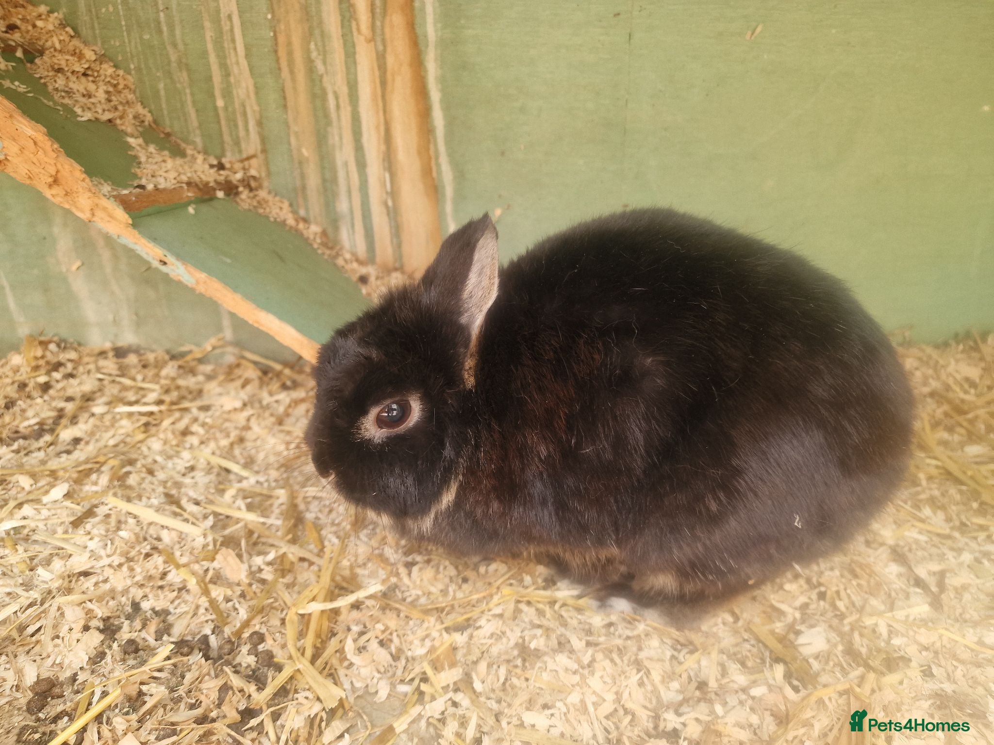 Netherland Dwarf rabbits Netherland dwarf  - Advert 2