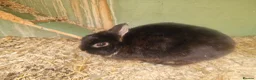 Netherland Dwarf rabbits for sale: Netherland dwarf  in Mitcham - Advert 1